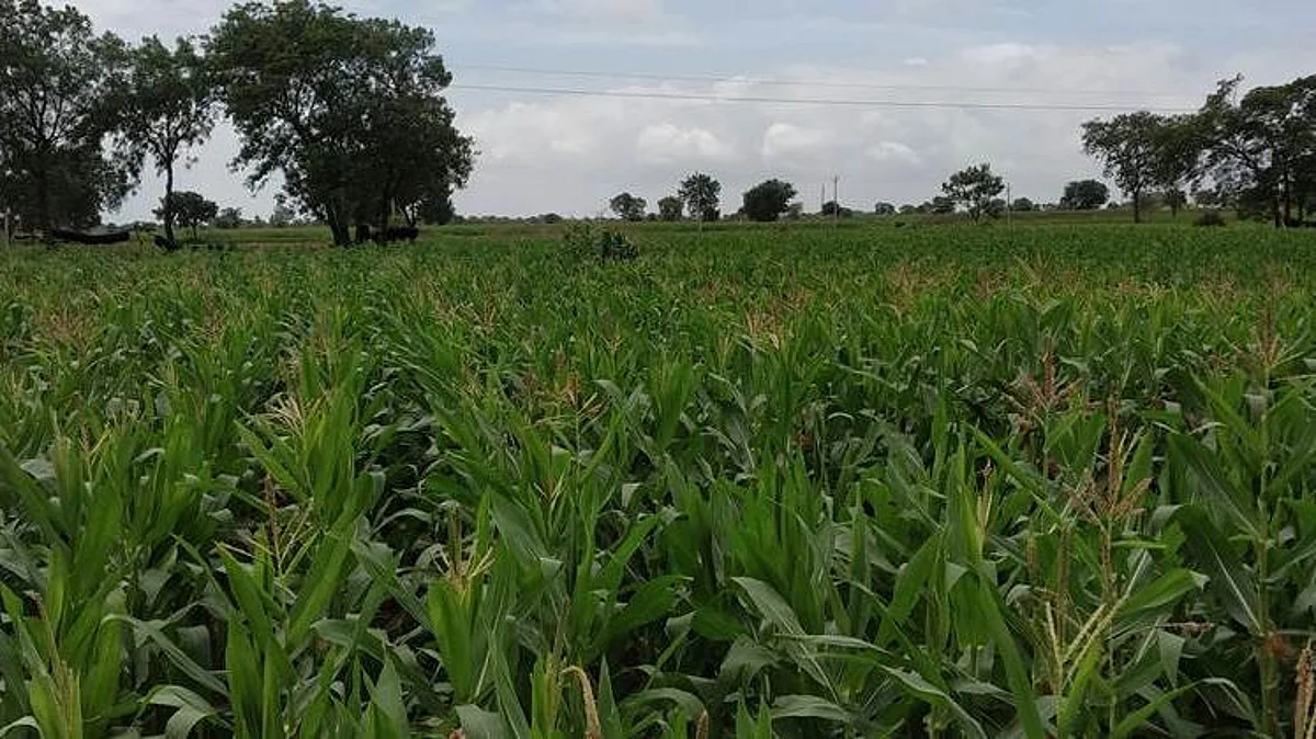 Kharif