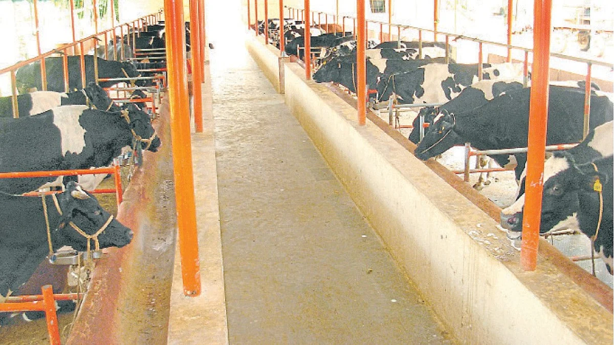 Dairy Business