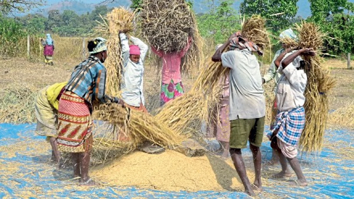 Rice Harvest