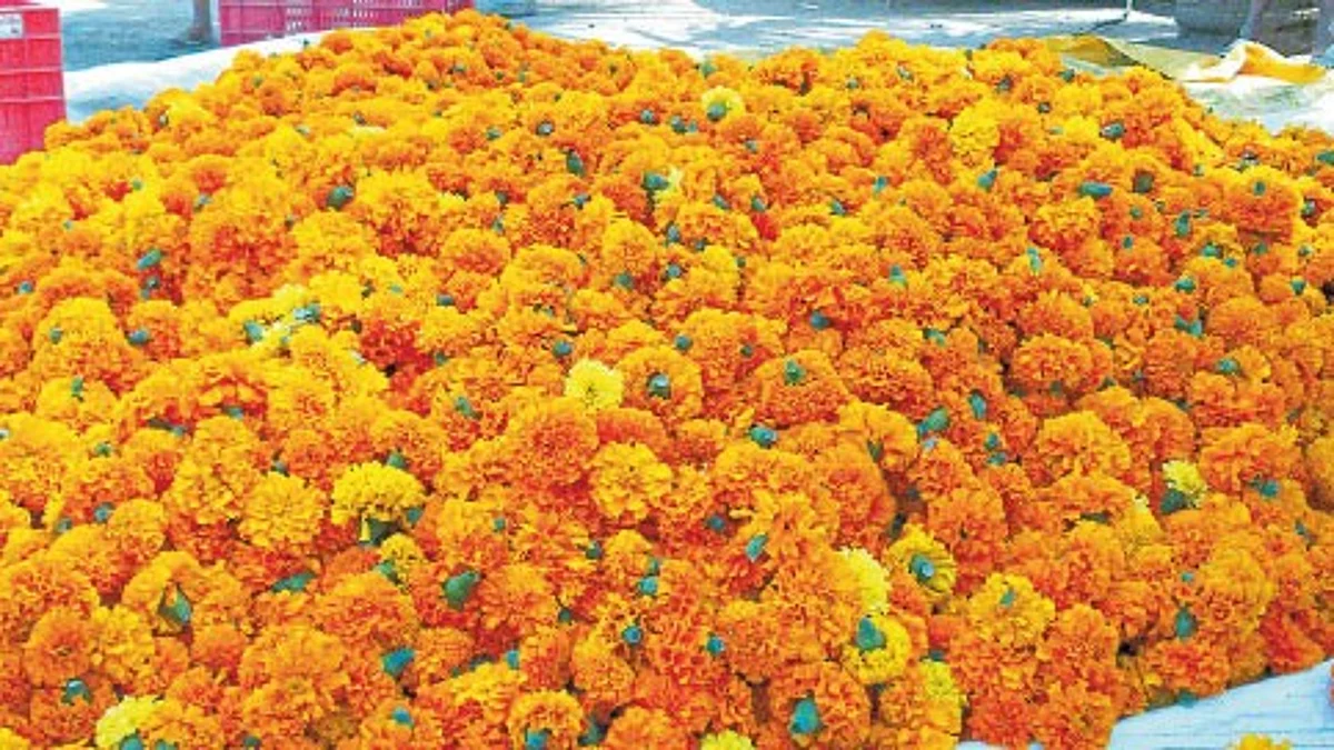 Marigold Market