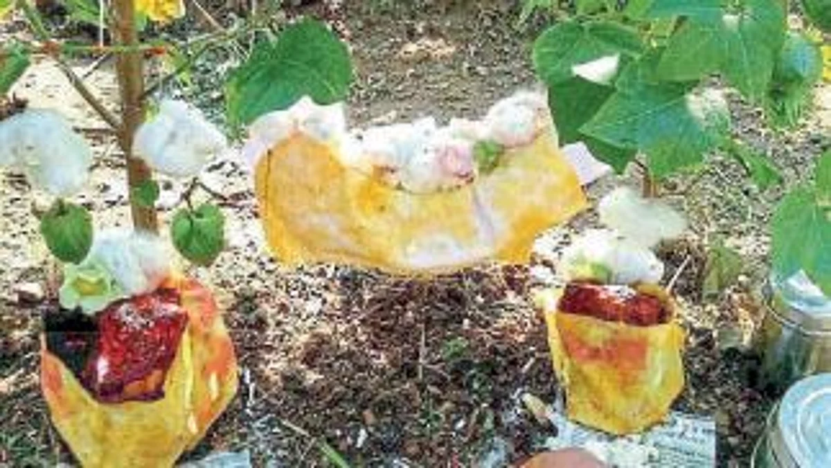 Kharif Season