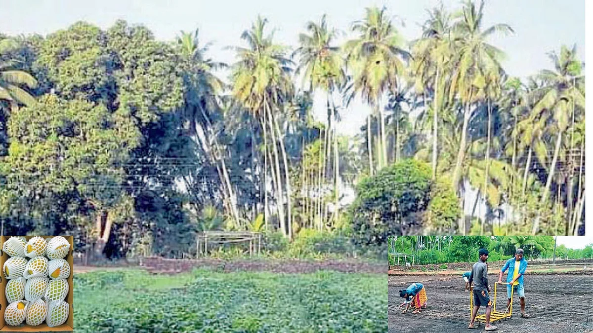 Agriculture