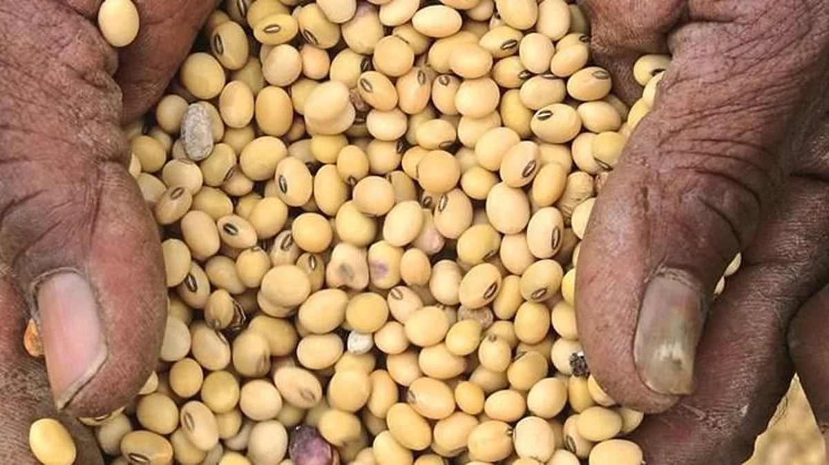 Soybean