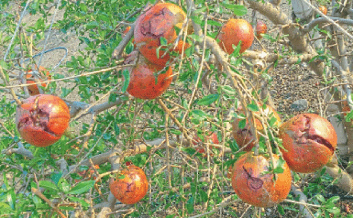 Pomogranate Production