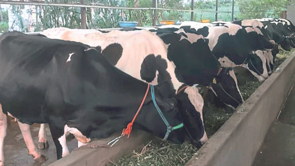 Dairy Business