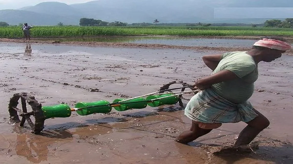 Rice Farming