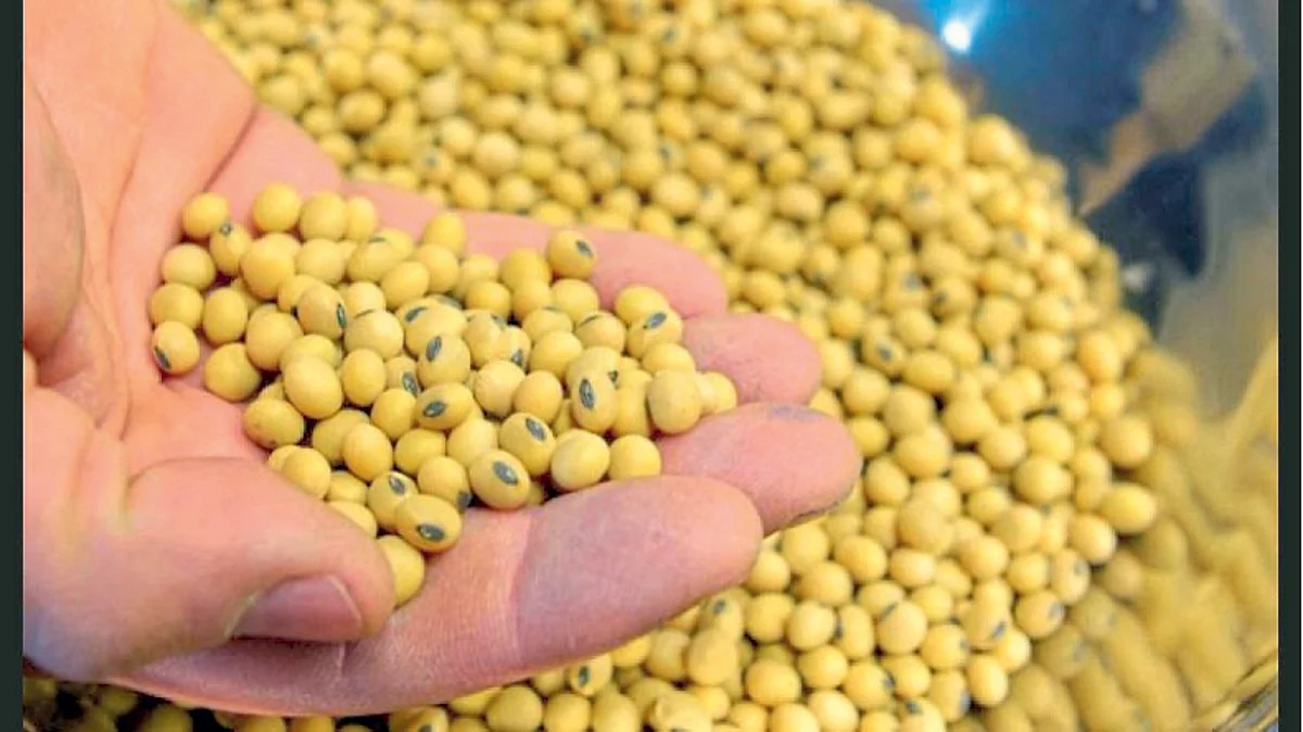 Soybean growers