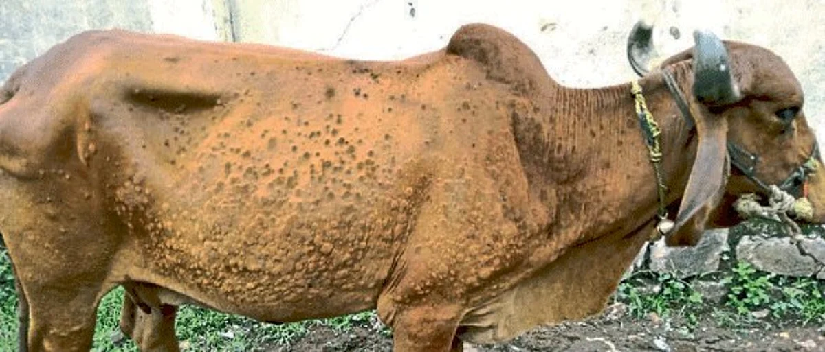 Lumpy Skin