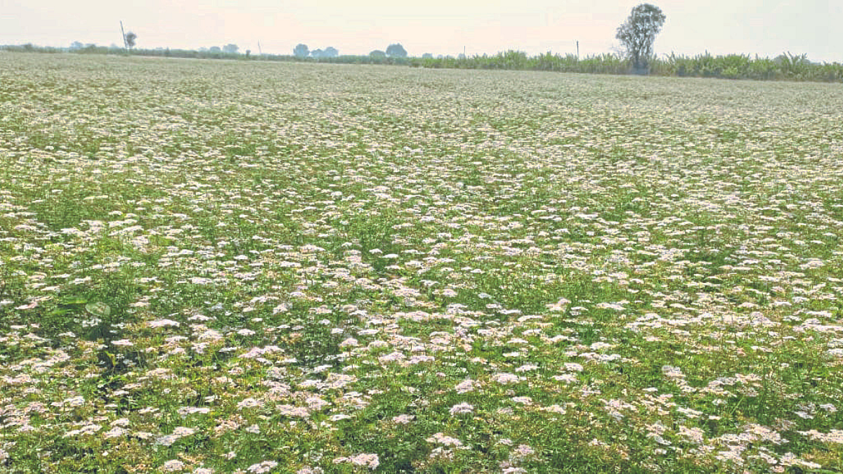 Coriander Sowing | Coriander Farming | Coriander Crop