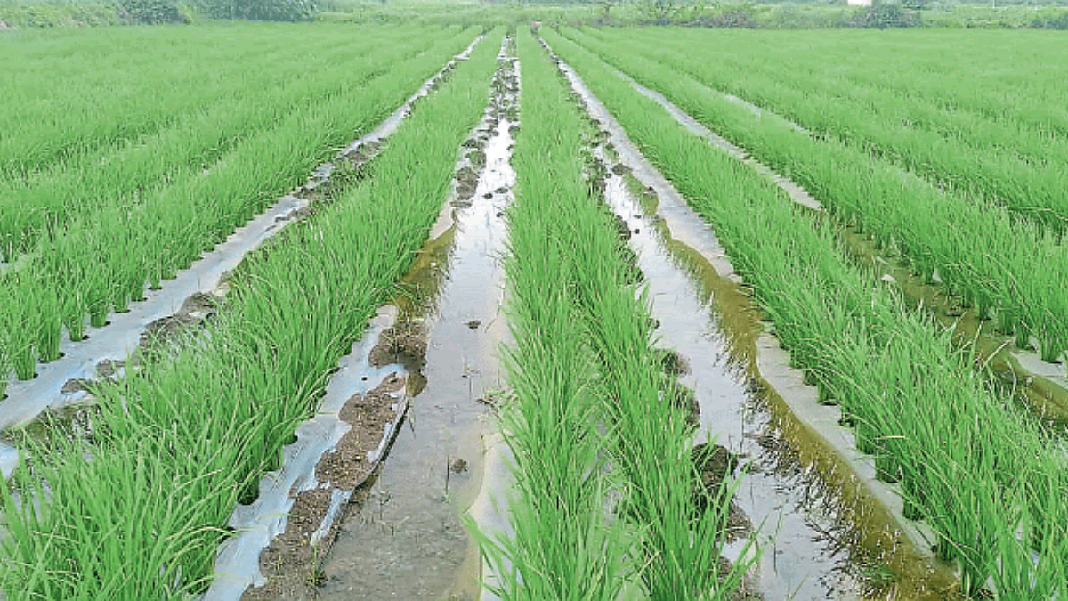 Paddy Cultivation