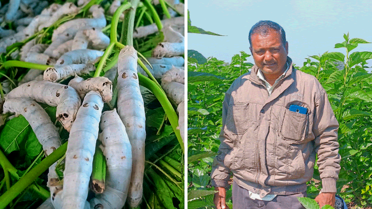 Silk Farming
