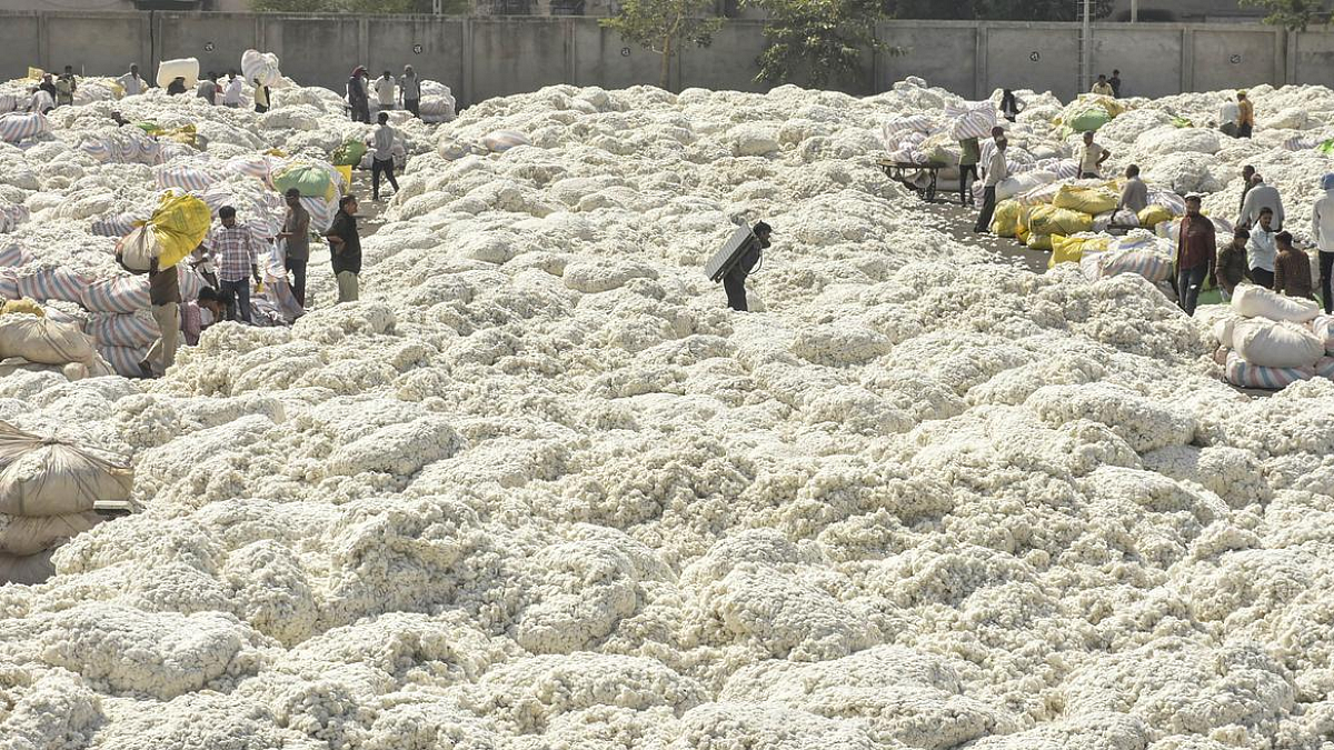 Cotton Rate