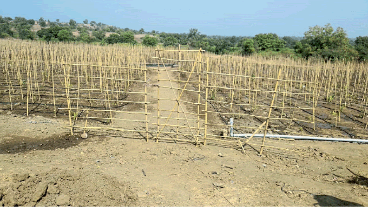 Tree Plantation