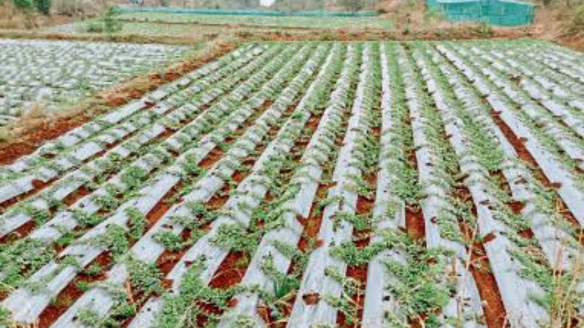 Watermelon Cultivation