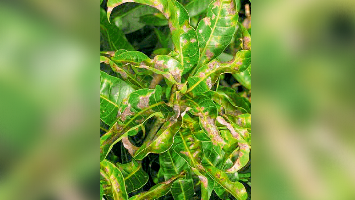 Crop Advisory