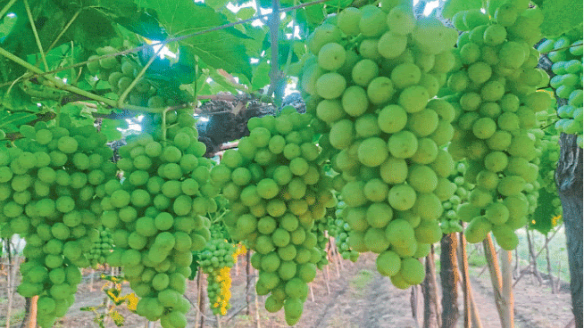 Grape