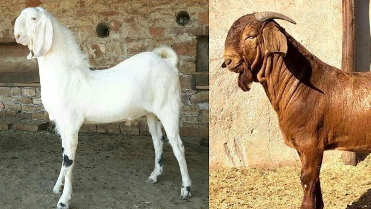 Goat Breeds