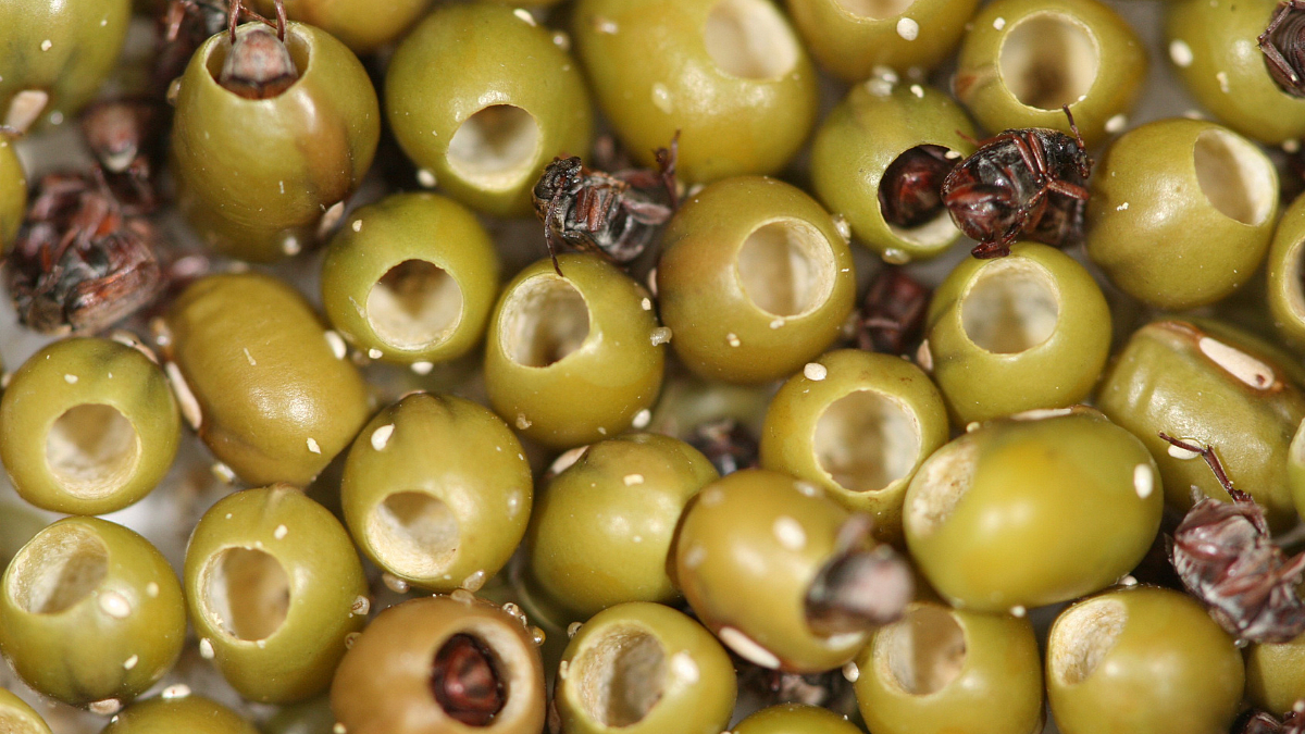 Stored Pulses Pest