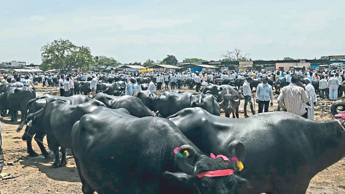 Livestock Market | Lumpy Skin Disease | Milch Animal Rate