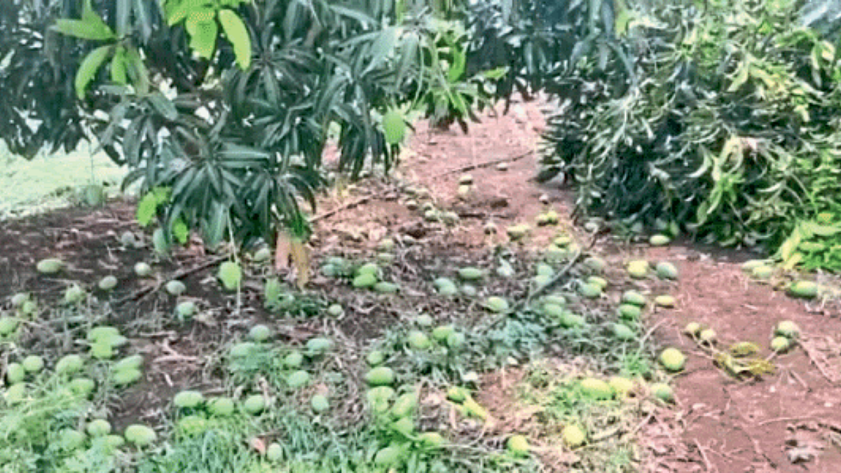 Mango