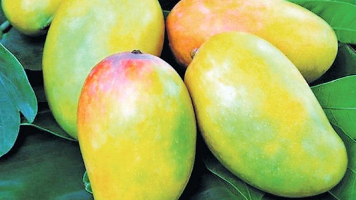 Kesar Mango