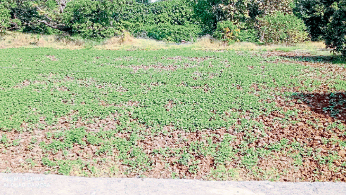 Watermelon Cultivation