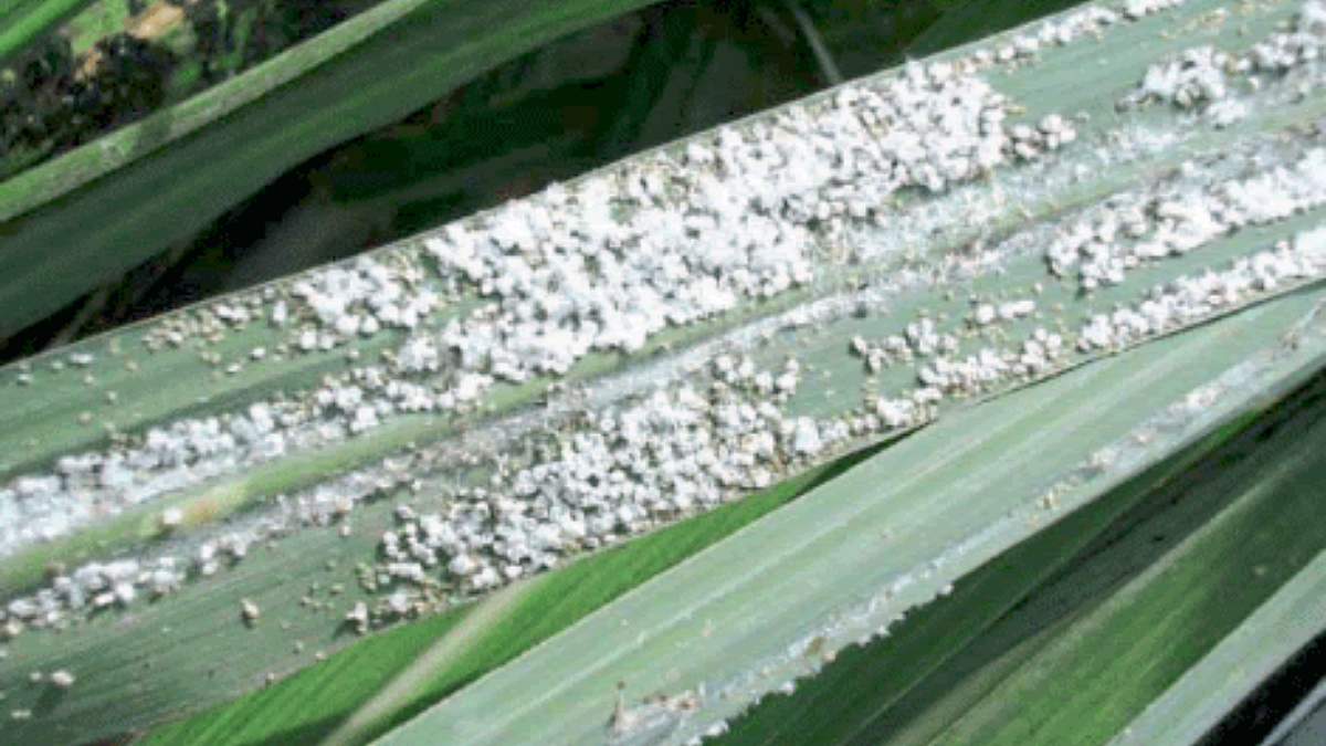 Sugarcane Milly Bug Pest