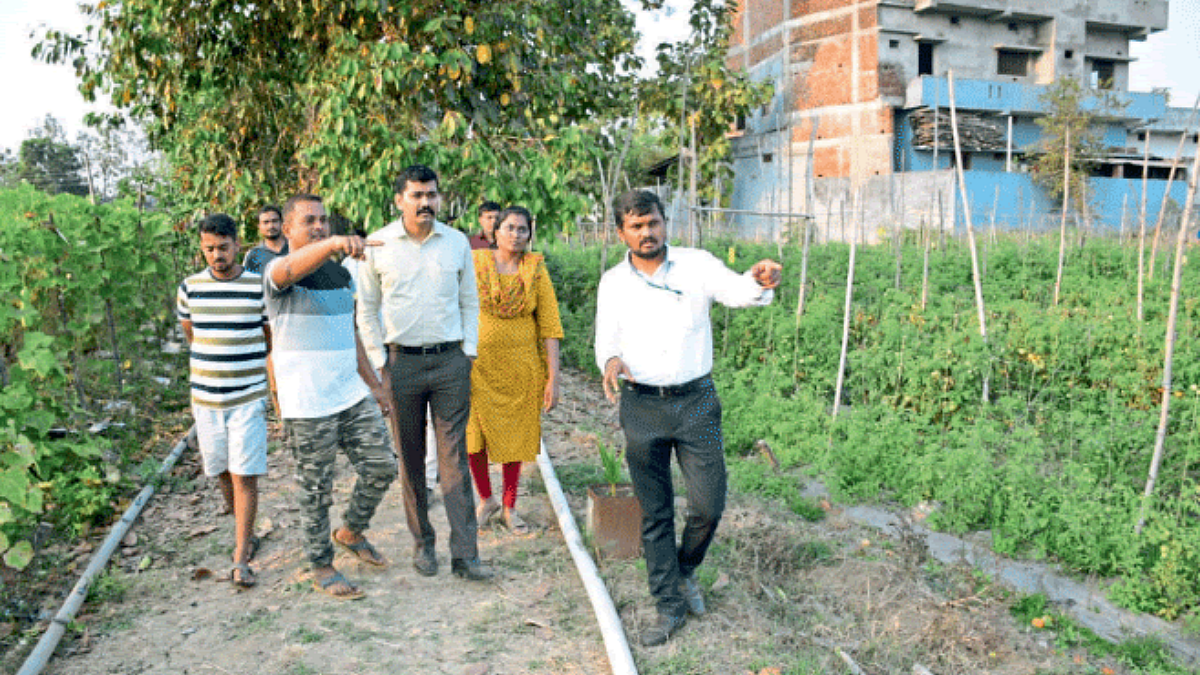 Vegetable Cultivation