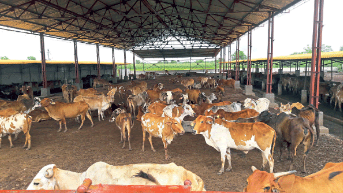 Animal Care