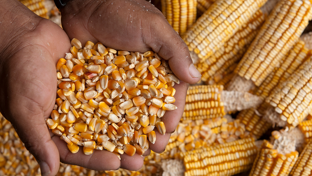 Maize Rate