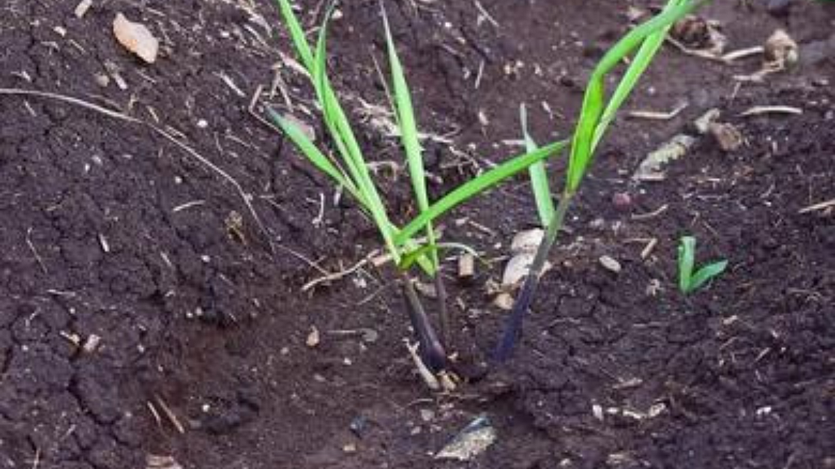 World Soil Day : 2022`
