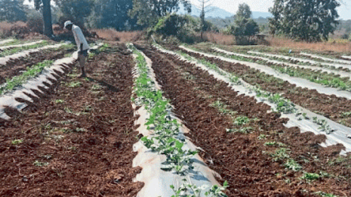 Watermelon Cultivation