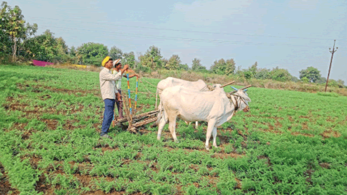 Chana Sowing