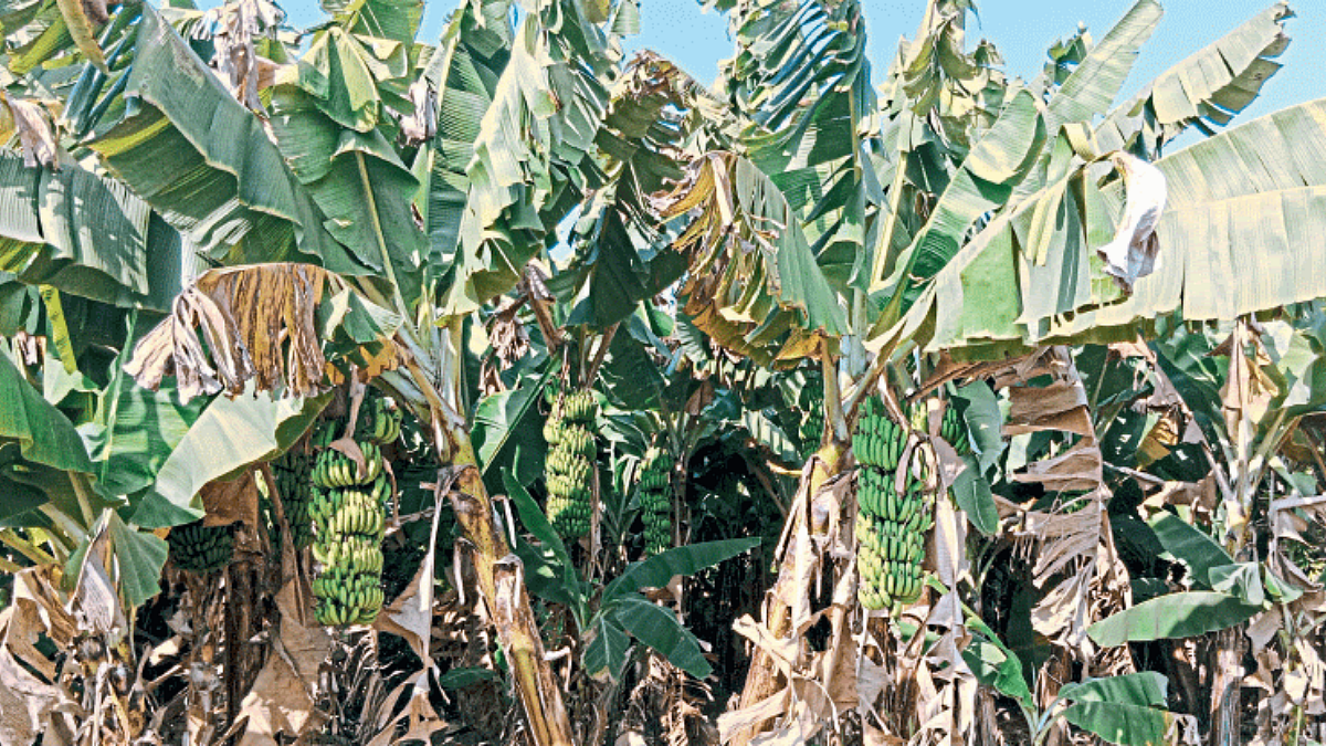 Banana Management