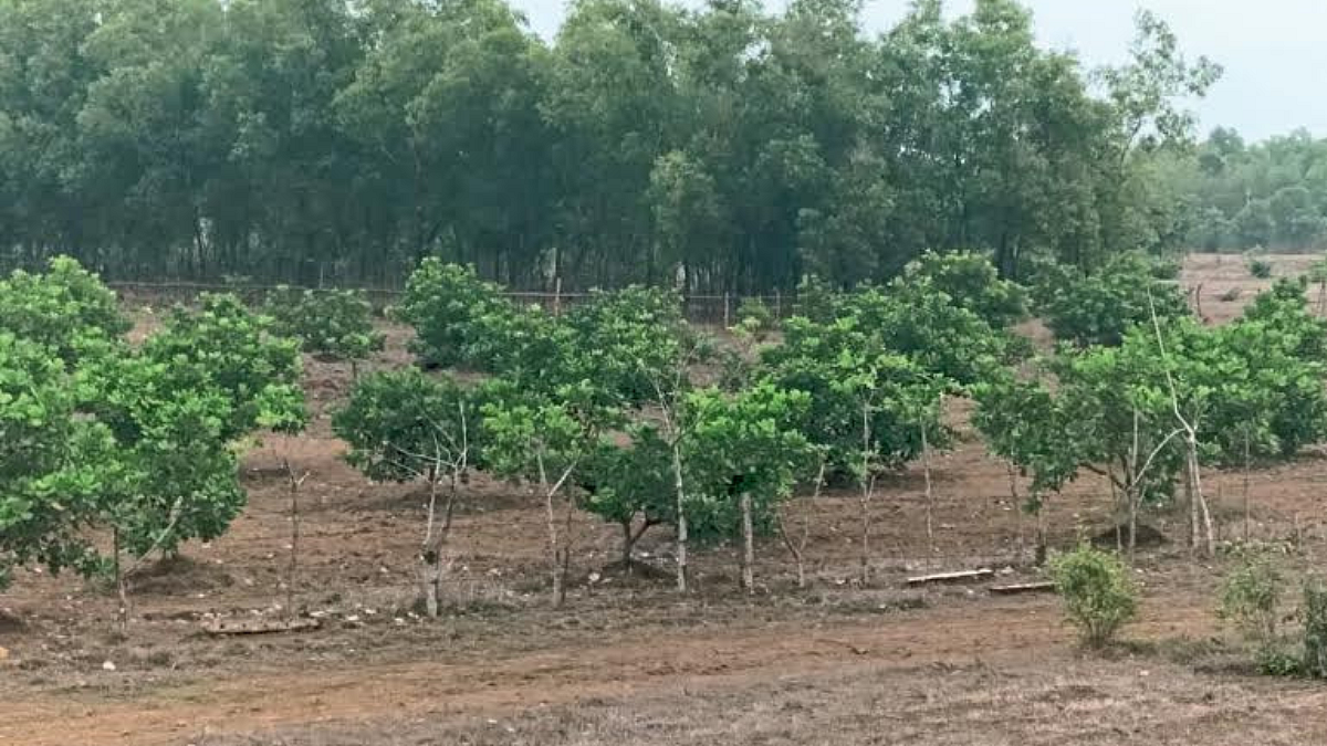 Cashew : शेतकरी नियोजन पीक ः काजू