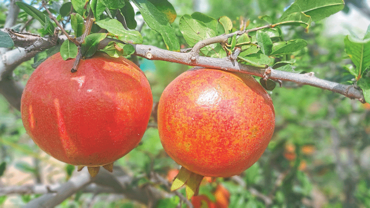 Pomgranate