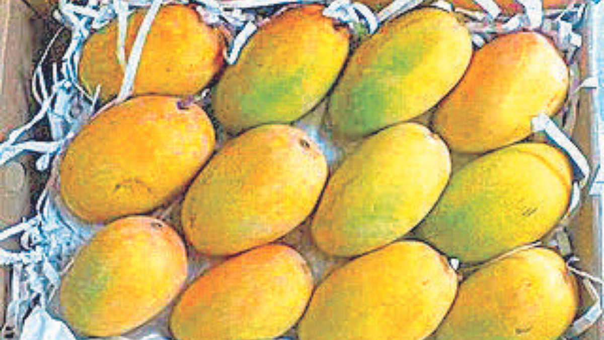 Kesar Mango | Mango Keshar Farming