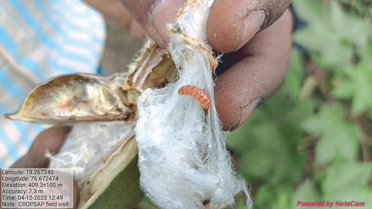 Cotton Bollworm