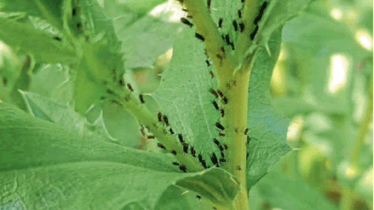Safflower Pest Management