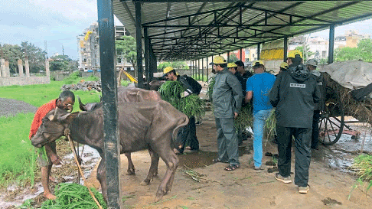 Livestock Market
