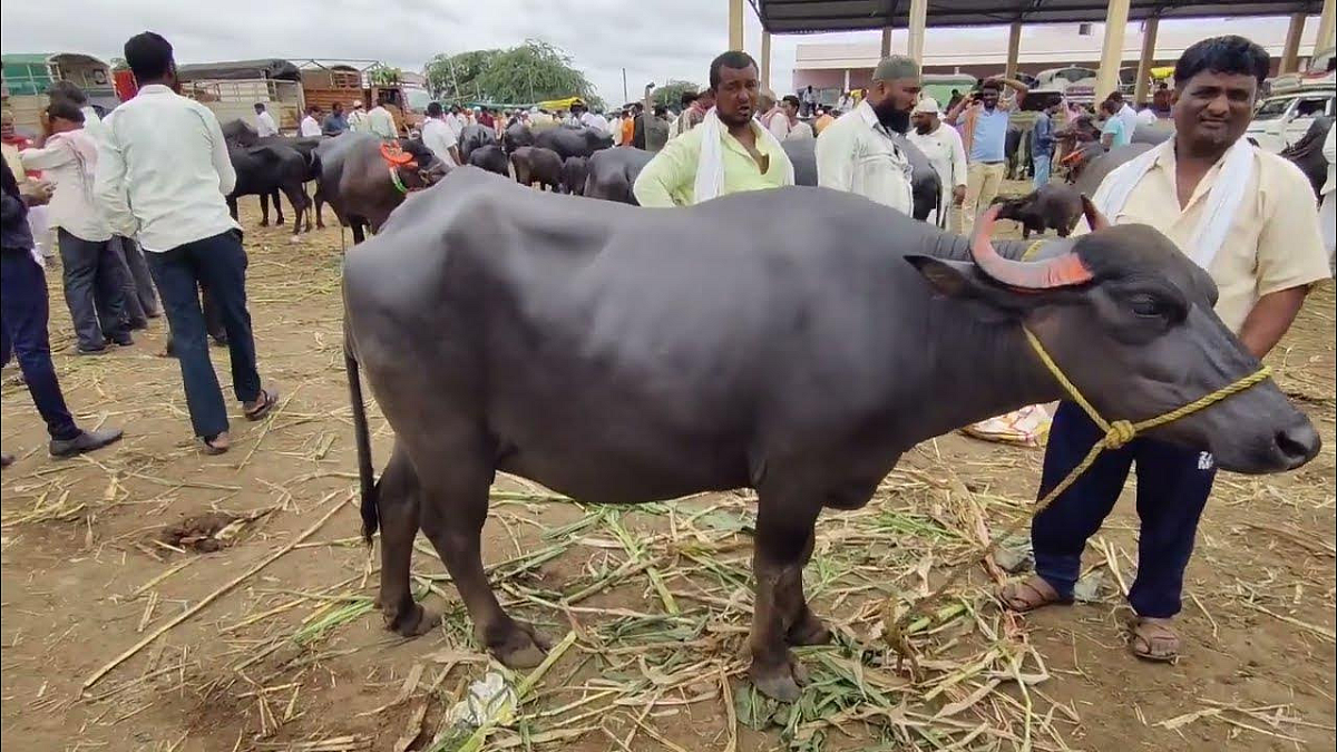 Buffalo Market