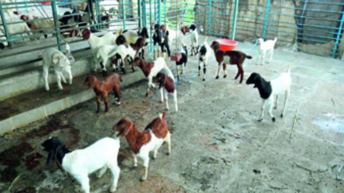 Management of Goats Sheep