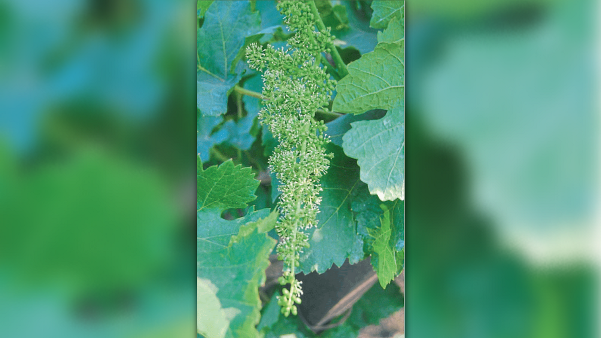 Grape Management
