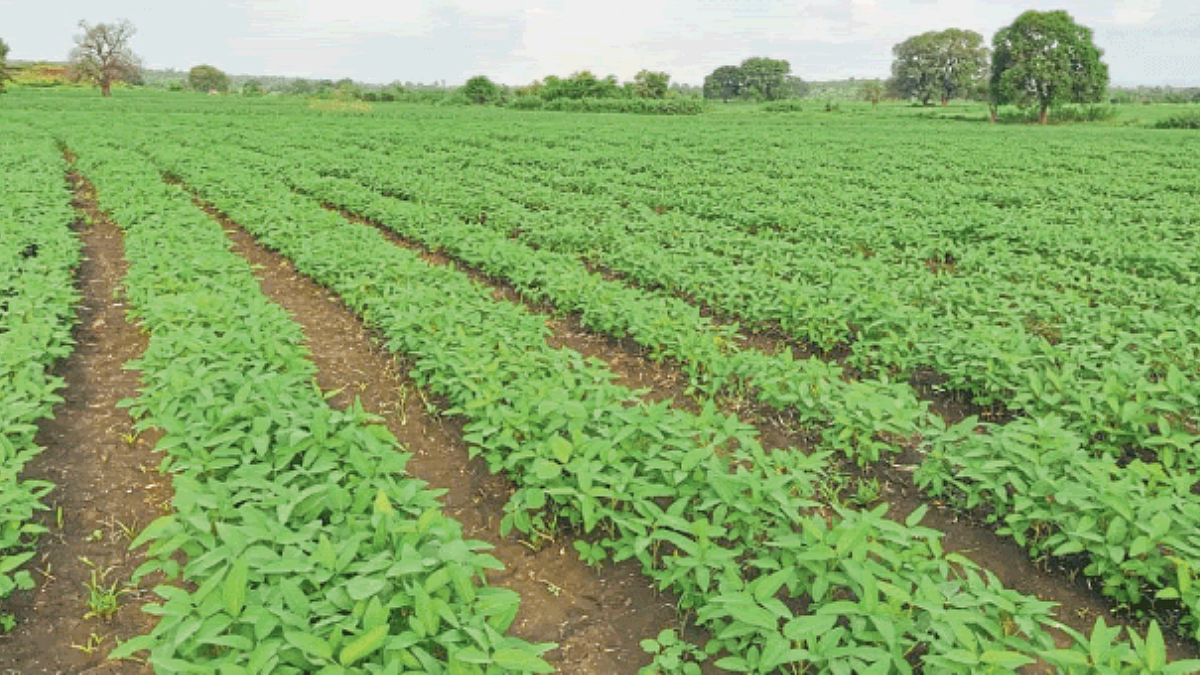 Soybean Seed