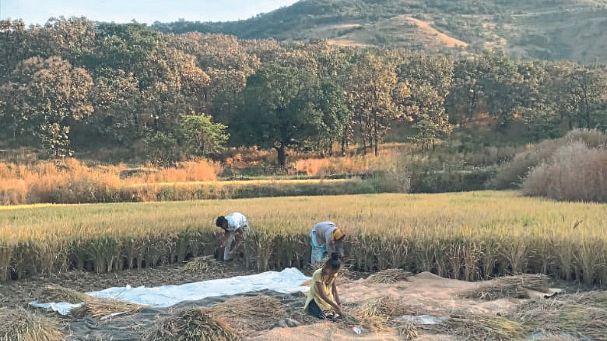Paddy Harvesting