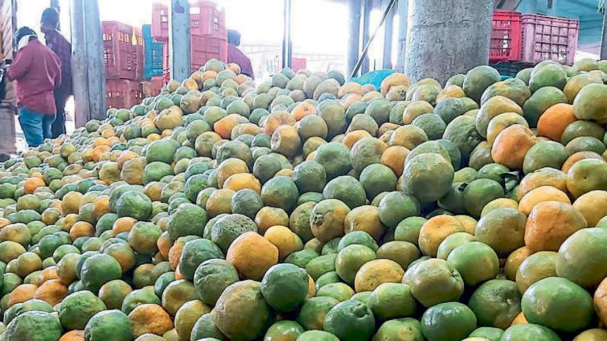 Nagpur Orange