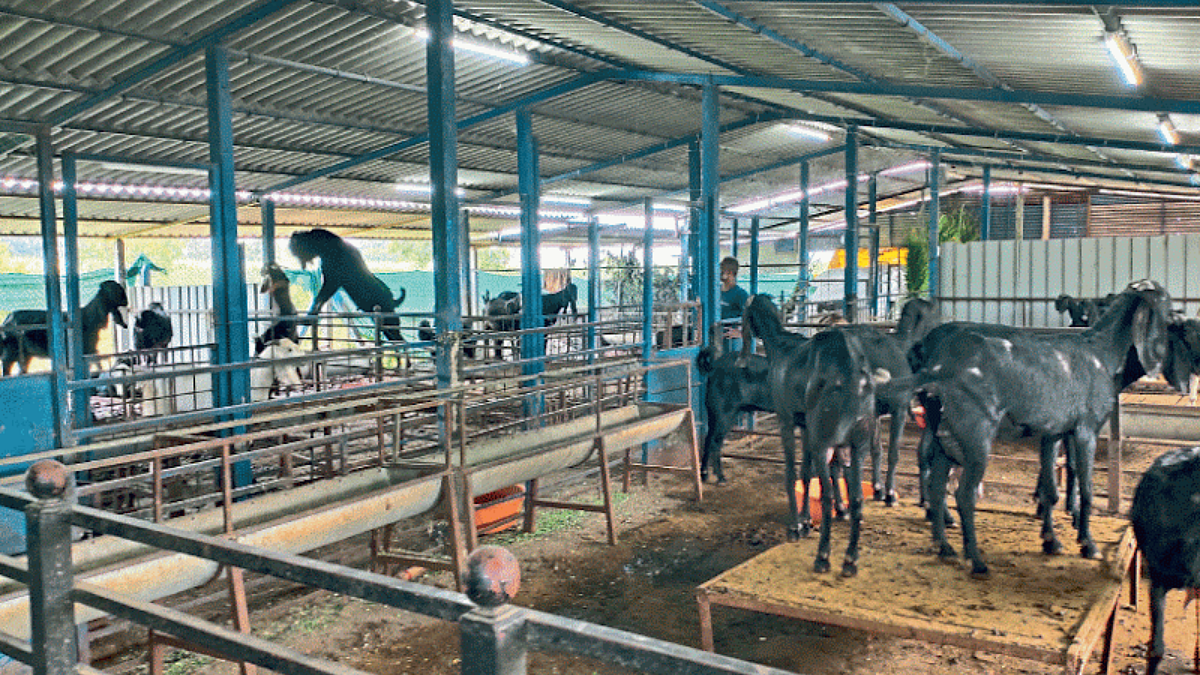 Goat Farming