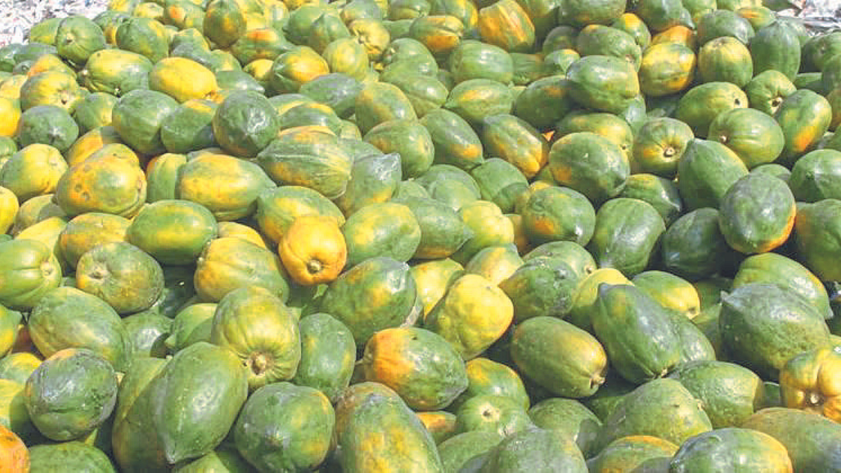 Papaya Rate