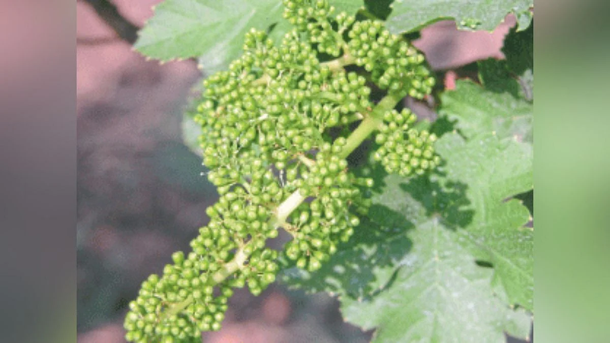 Grape Management
