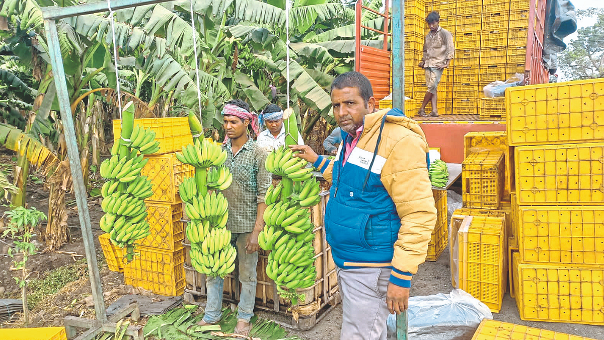 Yellaki Banana